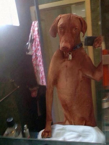 The Best Dog Selfie Ever - Dog humor