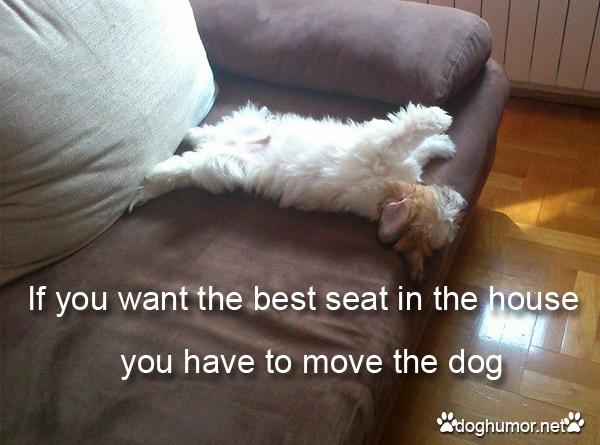 If You Want The Best Seat In The House - Dog humor
