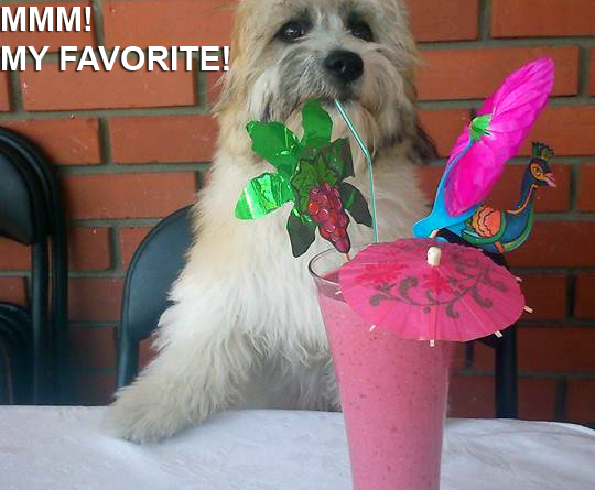 Mmm! My Favorite! - Dog humor