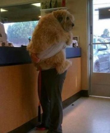 Trip To The Vet - Dog humor