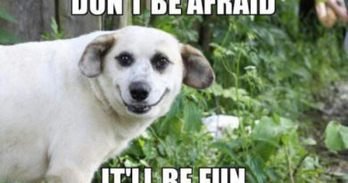 Don't Be Afraid - Dog Humor