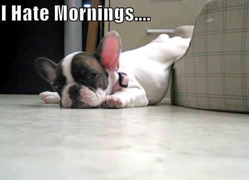I Hate Mornings - Dog humor