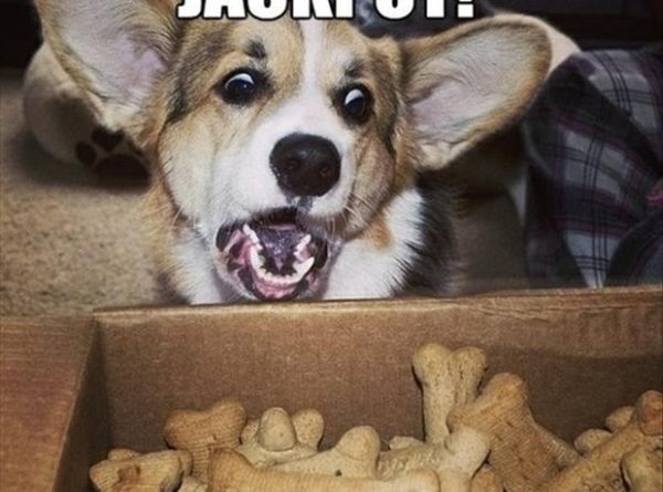 Jackpot! - Dog humor