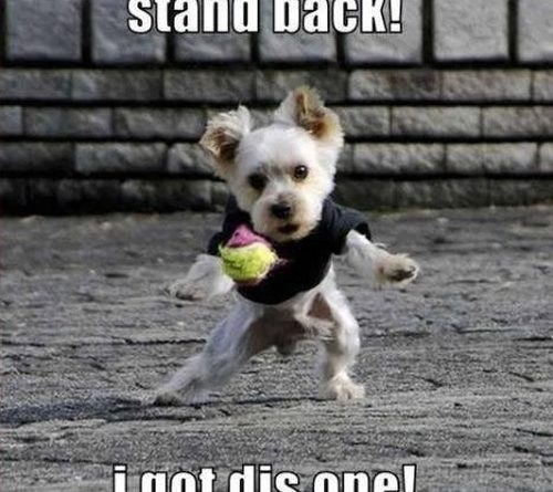 Stand Back! - Dog humor