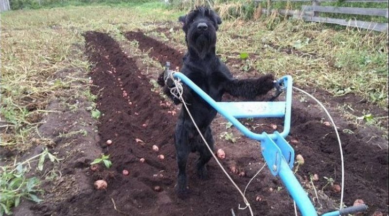 Meanwhile at the farm - Dog humor