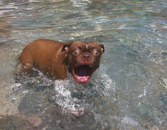I Love Water - Dog humor
