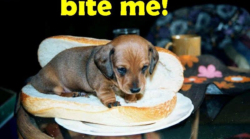 Bite Me! - Dog humor