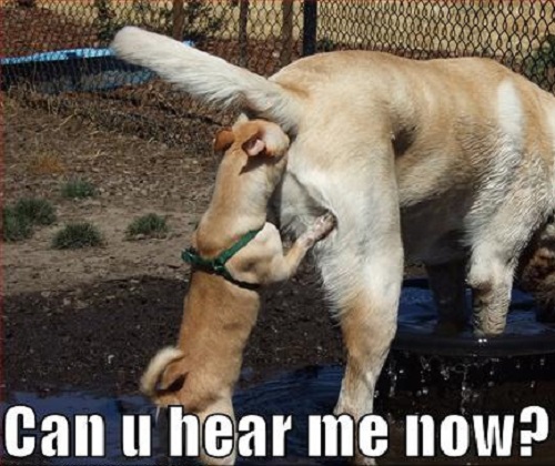 Can You Hear Me Now? - Dog humor