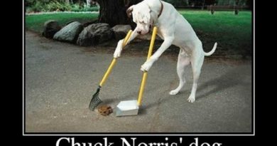 Chuck Norris' Dog - Dog humor