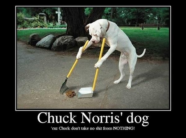 Chuck Norris' Dog - Dog humor