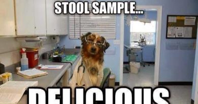 Doctor Dog - Dog humor