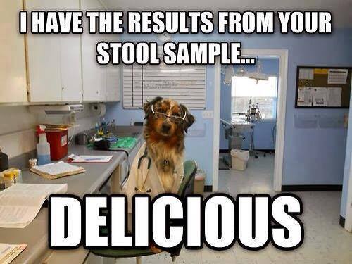 Doctor Dog - Dog humor