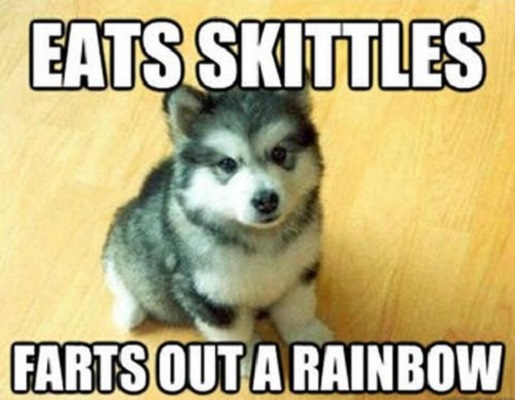 Rainbow Puppy - Dog humor