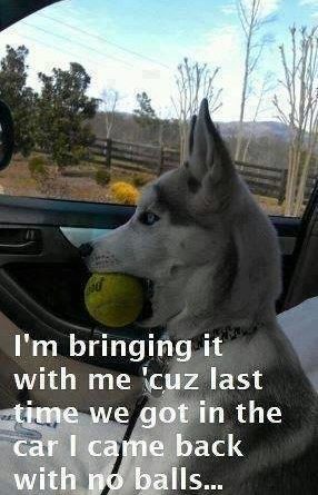 Extra Ball - Dog humor