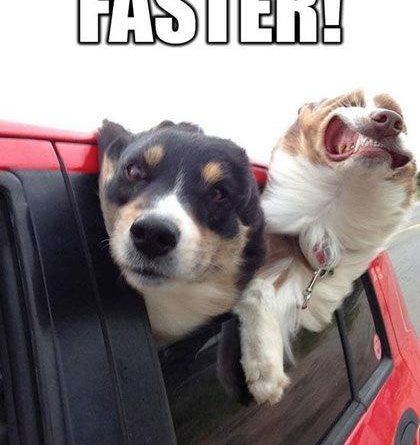 Faster - Dog humor