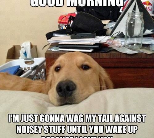 Good Morning - Dog humor