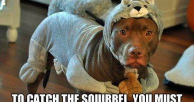 How To Catch The Squirrel - Dog humor