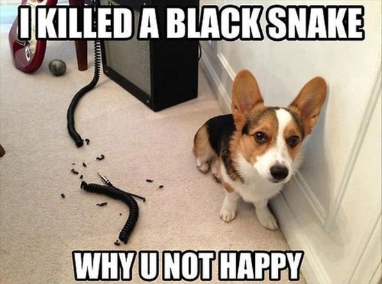 I Killed A Black Snake - Dog humor