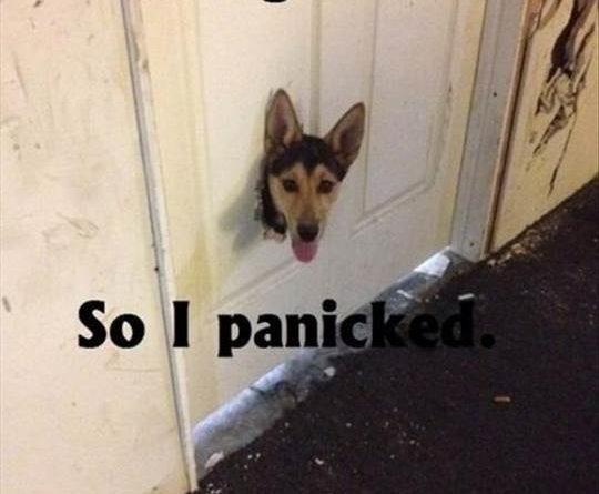 I Thought You Were Leaving Forever - Dog humor
