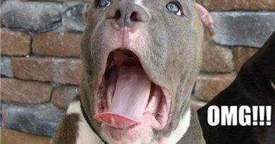 I'm Adopted?!?! - Dog humor