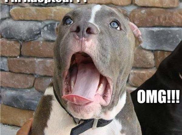 I'm Adopted?!?! - Dog humor