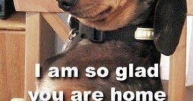 I'm So Glad You Are Home - Dog humor