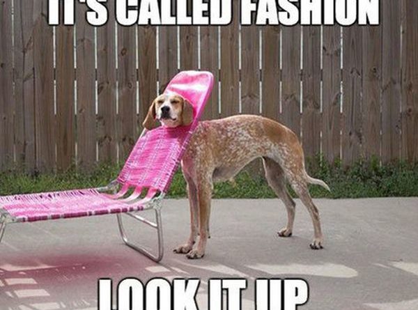 It's Called Fashion - Dog humor