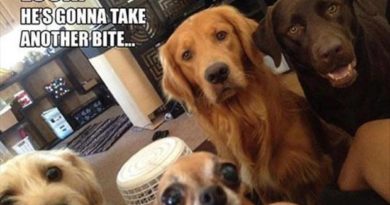 Look! - Dog humor