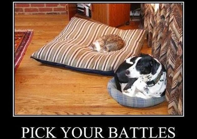 Pick Your Battles - Dog humor