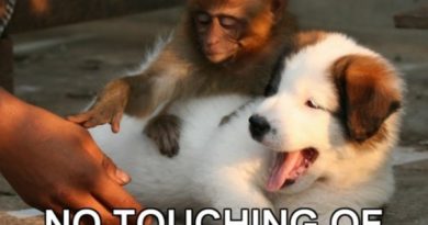 Please Sir, No Touching Of The Dog - Dog humor