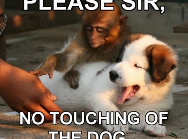 Please Sir, No Touching Of The Dog - Dog humor