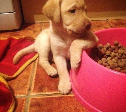 So, You Come To This Food Bowl Often? - Dog humor