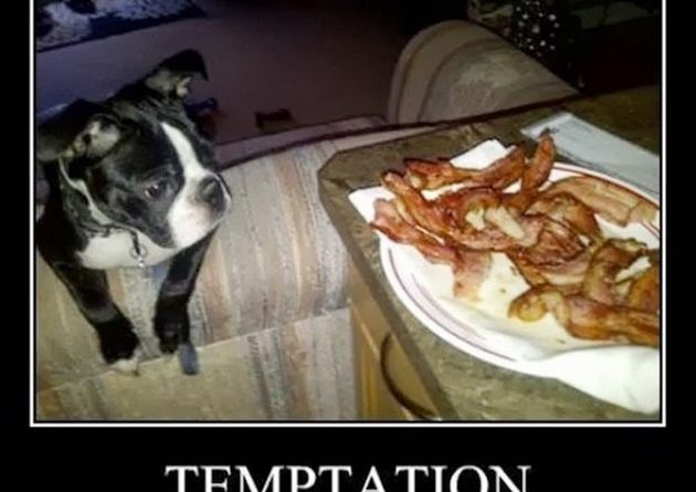 Temptation - Dog humor