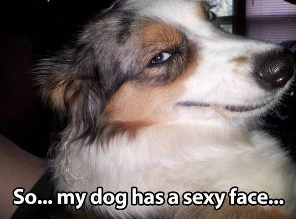 That Face... - Dog humor