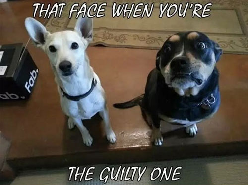 That Guilty Face - Dog humor