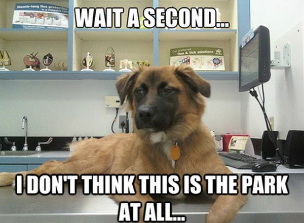 Wait A Second... - Dog humor
