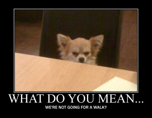 What Do You Mean... - Dog humor