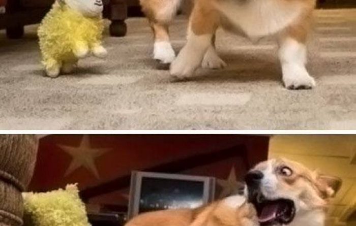 What Is This Thing?!?! - Dog humor