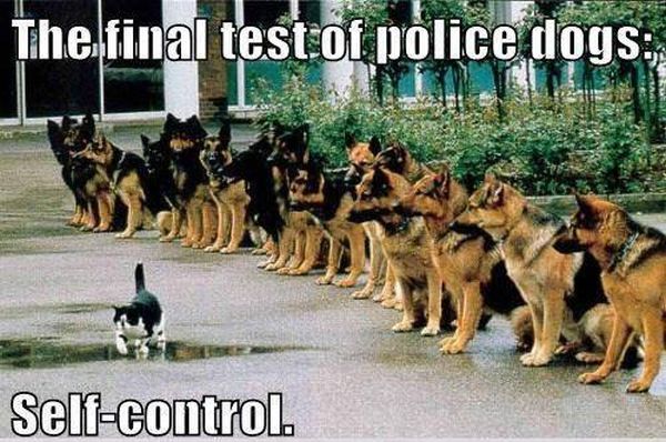 The Final Test For Police Dogs - Dog humor