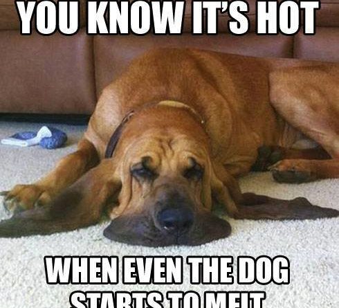 You Know It's Hot - Dog humor