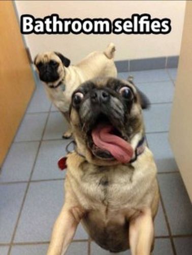 Bathroom Selfies - Dog humor