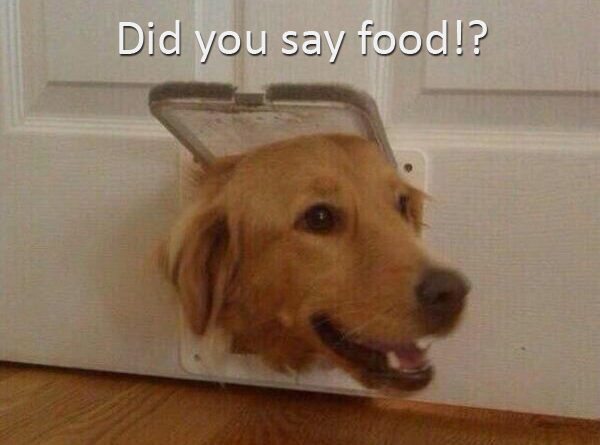 Did You Say Food?! - Dog humor