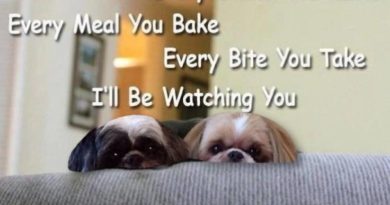 Every Snack You Make - Dog humor