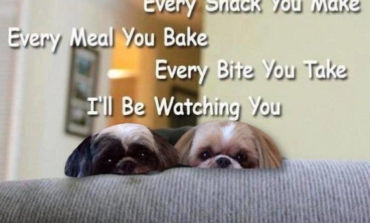 Every Snack You Make - Dog humor