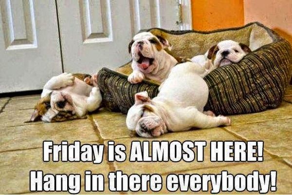 Hang In There Everybody - Dog humor