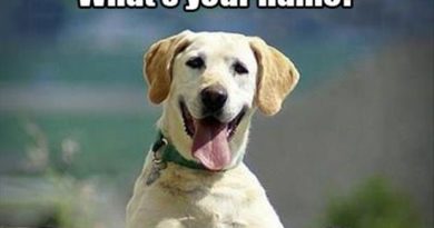 Hi There! - Dog humor