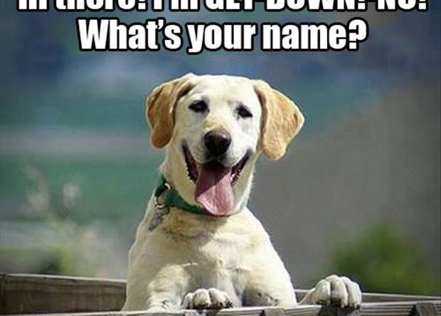 Hi There! - Dog humor