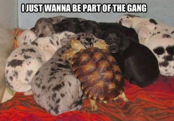 I Just Wanna Be Part OF The Gang - Dog humor