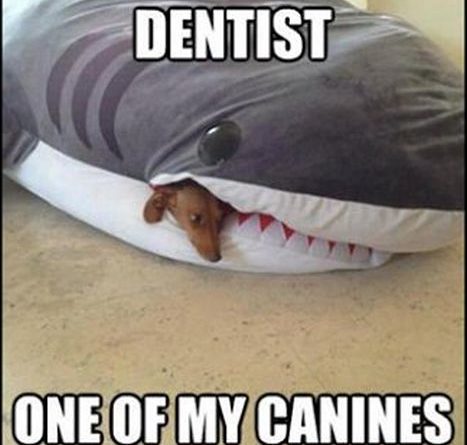 I Need To See a Dentist - Dog humor