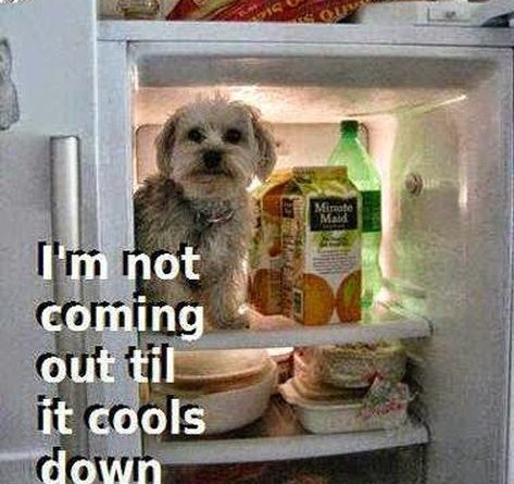 I'm Not Coming Out - Dog humor